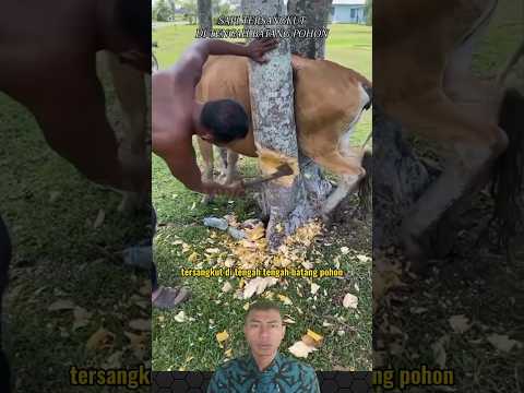 SAPI TERSANGKUT DI TENGAH BATANG POHON #shorts
