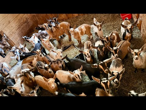 Epic Running of the goats 2025!!