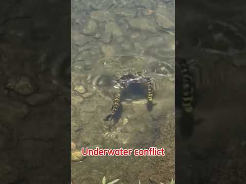 Xung đột dưới nước #underwater #conflict