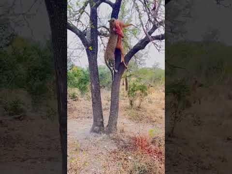 Leopard vs Hyena #wildlife #shorts #ytshorts #shortsvideo #travelfromhome #trending #viralvideo
