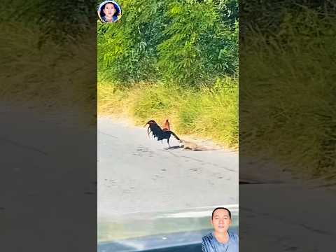 nhỏ nhưng có võ kẻ săn mồi luôn làm cho con mồi cảm thấy sợ hãi #thegioidongvat #shortvideo #shorts