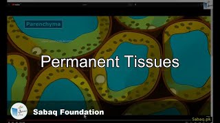 Permanent Tissues