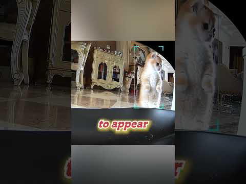 How My Cat Solved Its Feeder Problem!