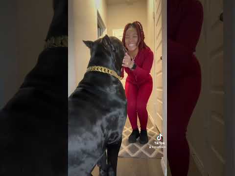 Every time I leave Ghost at home with the Family. #canecorso #texas