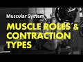 Exploring Muscle Roles and Contraction Types