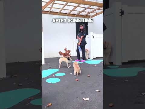Little Dog's First Day At Doggy Daycare ❤️