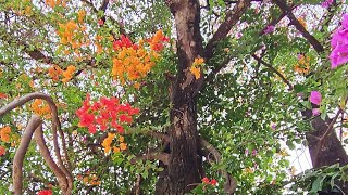 ទស្សនាសម្រស់ផ្កាមុខផ្ទះ