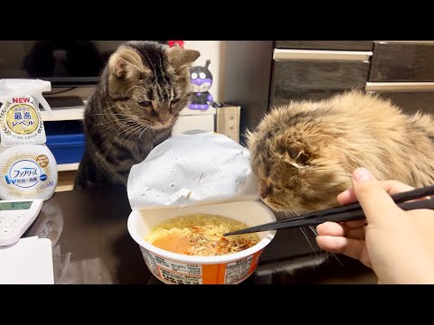 深夜のラーメンの圧に負けてやらかしてしまった猫