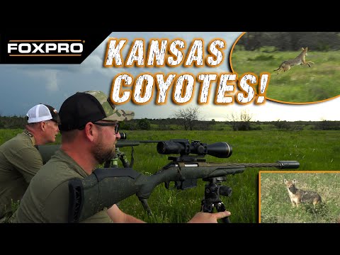 Coyote Hunting With Diligent Defense Suppressors