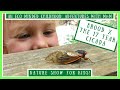 Cicada Life Cycle and Behavior