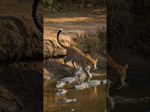 Leopard not afraid float of crocodiles 😱 #amazing #animals #wildlife  #wildliferescue #shorts