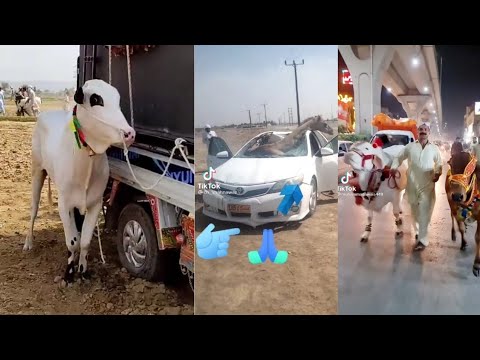 Tik Tok Eid ul Adha Special