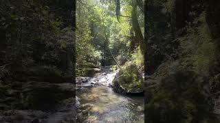 Some roadside stops turn a drive into a experience. 🌲 #california #redwood #creek #mendocino