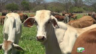 Importancia de los sistemas agroforestales para una ganadería sostenible #culturagrotv #magnicaragua