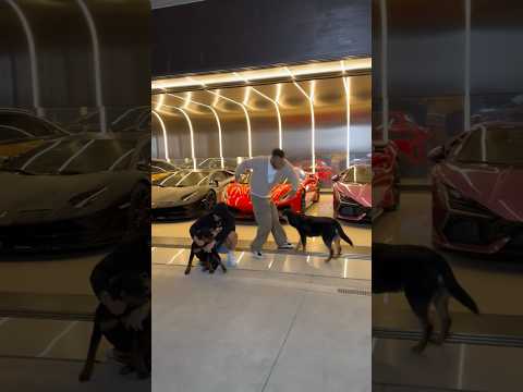 الكلب فهم الكلام على نفسه 🐶🤣وكان هيعضني من اغنية Brown skin girl الليلة ١١:٥٩ علي يوتيوب ميوزك🦁🔥