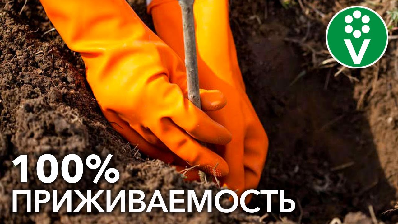 Посадка плодовых растений с эликсиром от болезней и вредителей