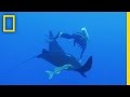 Manta Rays and Critter Cam Technology