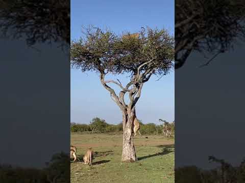 UNBELIEVABLE!! LIONS TRYING TO FOLLOW  LEOPARD UP THE TREE #shorts #lion #leopard #lionking