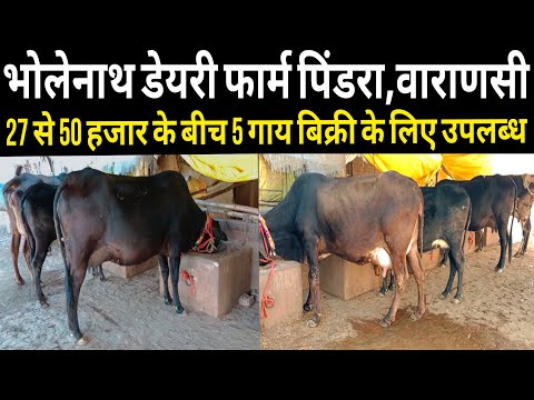 27 से 50 हजार के बीच सभी गाय वाराणसी में बिक्री के लिए उपलब्ध है। bholenath dairy varanasi up ||