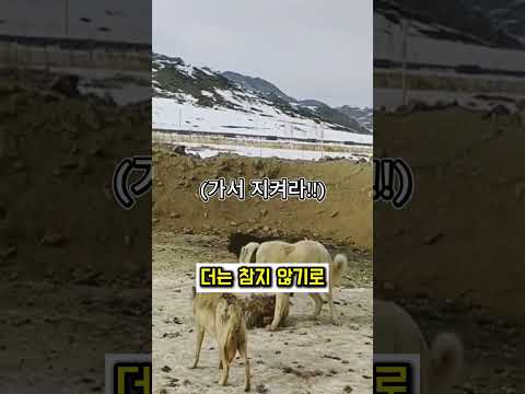 강아지가 늑대를 사망 1초전까지 만든 이유