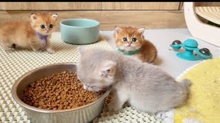 Meow Meow Billi||Cute little Squad loves to play and have fun together but not sharing food  ❤️😻❤️