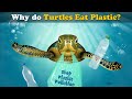 Turtles and Plastic Interaction