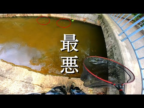 名古屋であった金魚の放流イベント後に水路調査したらとんでもない事実が発覚しました…
