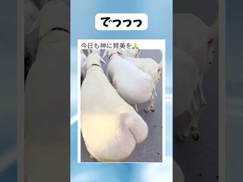 海外の神聖なヤギがこちら #shorts #すごい #おすすめ #かわいい #海外#おもしろ #バズれ