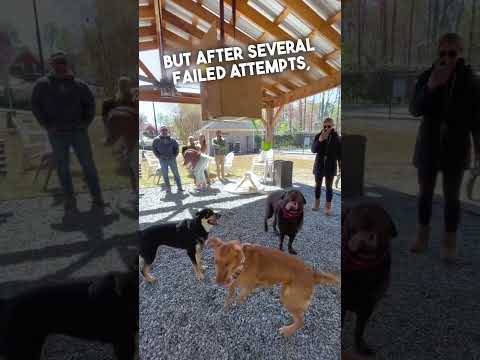 Dogs Struggling With A Birthday piñata 🤣