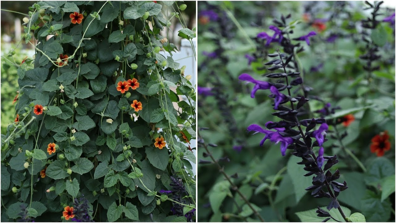UPDATE On My Thunbergia and Salvia!