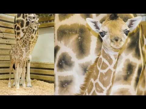 Newborn Giraffe Stands Almost 6-Feet Tall!!