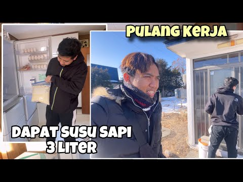 PULANG KERJA PETERNAKAN BAWA SUSU SAPI 3LITER‼️bajidot tki Jepang