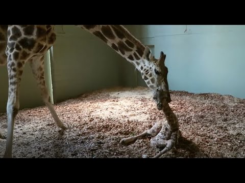 Irwin Family Welcome A Baby Giraffe at Australia Zoo | Crikey! It's The Irwins | Animal Planet