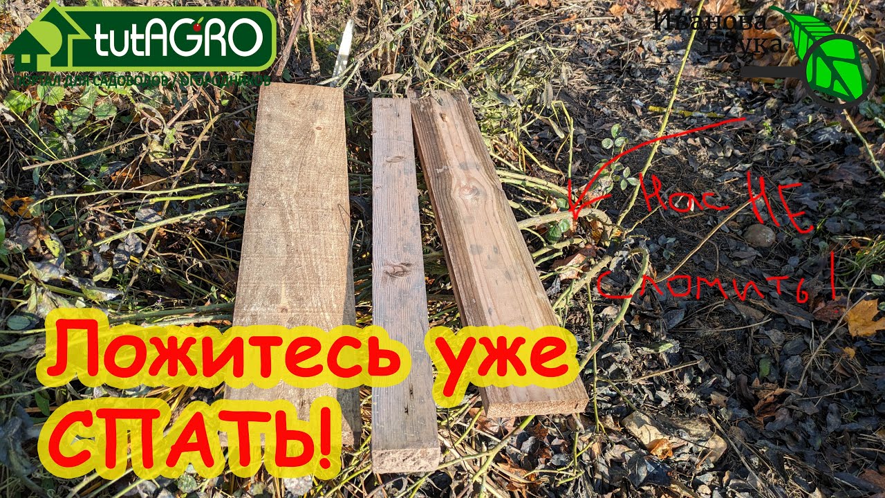 Все розы перезимуют! Укрытие нежных растений: зачем, когда, как и чем. Обработка перед укрытием.