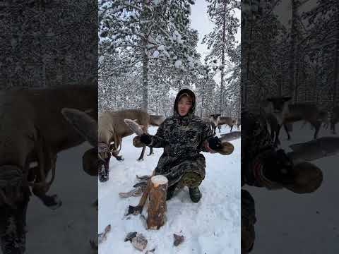 🦌 прикормил рыбой. #жизньвлесу #ханты #север