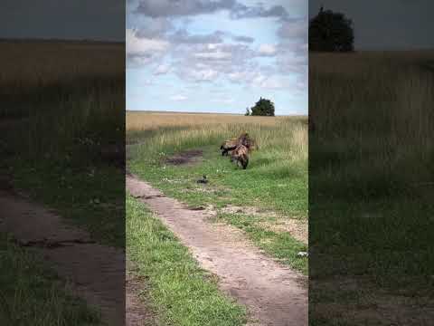 Ergouzi is a good example! ! A small photography car was taken away by a hyena. Wild animals are z