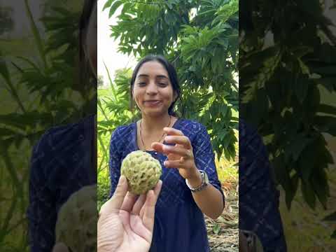 Kabhi khaye eise mast CUSTARD APPLE SITAFAL #shorts #food #trending #foodie #viral #ytshorts #tasty