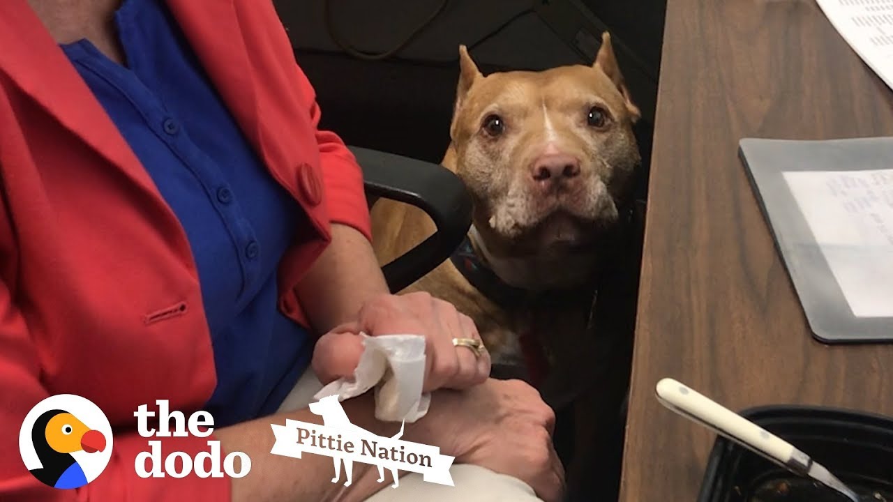 Every Office Should Have a Pittie Pittie Nation