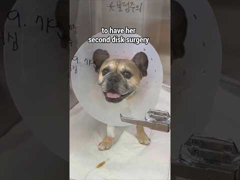 Thereโs Nothing Like A Dogs Trust ๐ญ **Watch Till The End