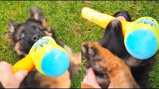 Cute Puppy vs Hammer Part 2 - The Diary Evo the German Shepherd Dog Day 79