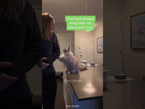 Cats can also be jealous #cats #funny #cutecates