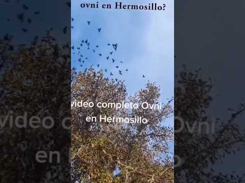 Cómo se mueven los pájaros!