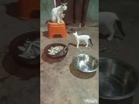 ഇങ്ങനെയും ഭീഷണി പ്പെടുത്താമോ #reels  #catlover  #trending  #shortvideo