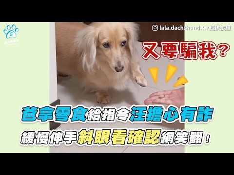 【爸拿零食給指令汪擔心有詐 緩慢伸手斜眼看確認網笑翻！】｜IG / lala.dachshund.tw｜網友 / 徐燕馨