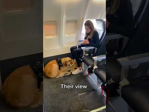 Special passengers on the plane!#fyp #foryou #dog #funny #funnyvideos #funnydog #dogs