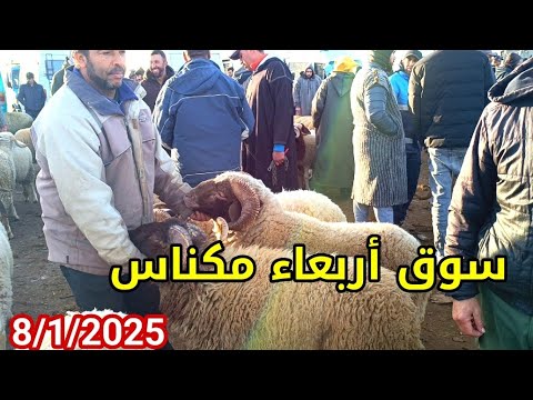 مباشرة من أربعاء مكناس 8/1/2025 أثمنة الخروف والحولي والنعجة وخروفة ماعز فرجة ممتعة