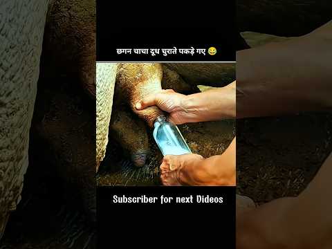 Milk thieves #shortvideo