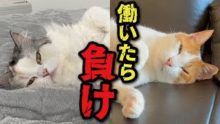 働きたくない働きたくない働きたくない働きたくない働きたくないっっっっっっ！！！！！！！！【関西弁でしゃべる猫】【猫アテレコ】