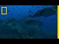 Seamounts and Their Ecological Impact
