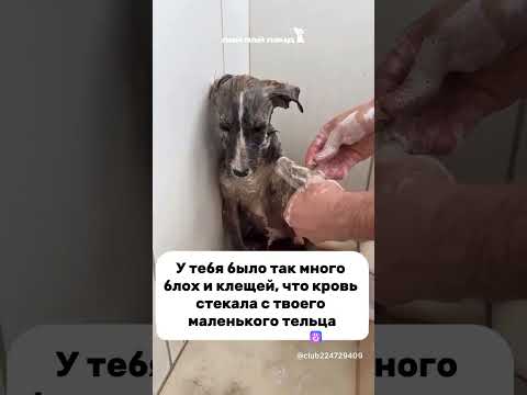 Любовь спасет мир